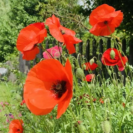 Lägenhet Kulturgut *