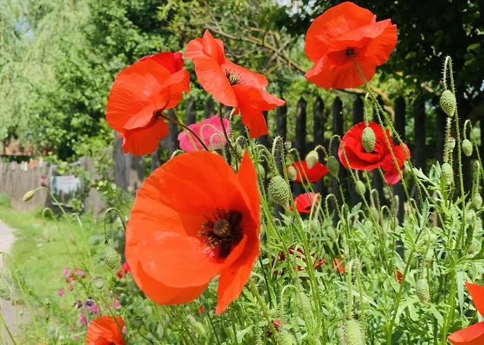 Appartement Kulturgut *